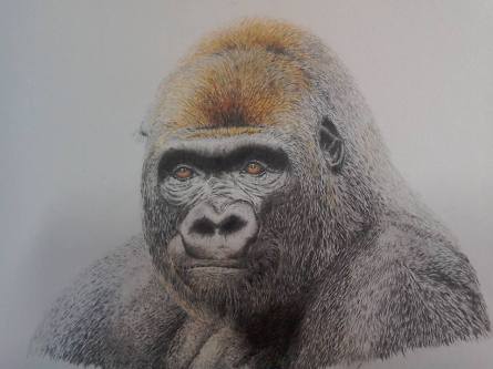 Gorilla