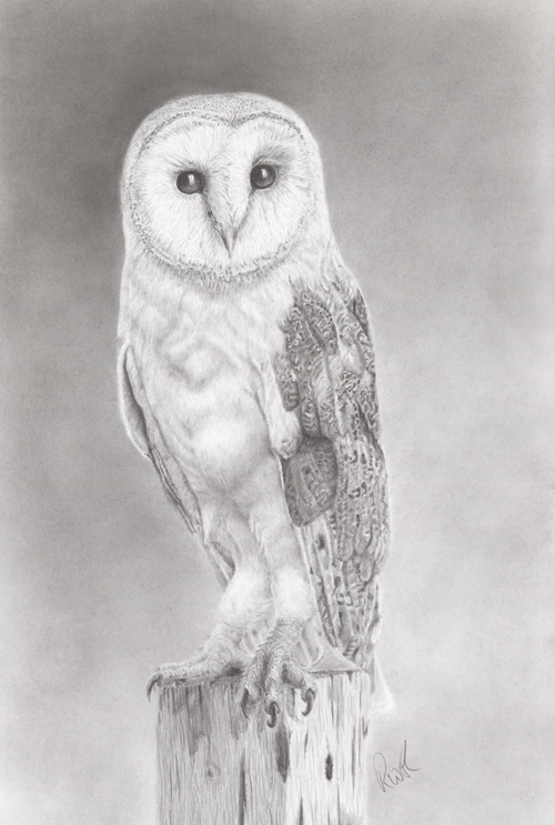 Barn Owl 1
