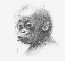 Baby Orang Utan
